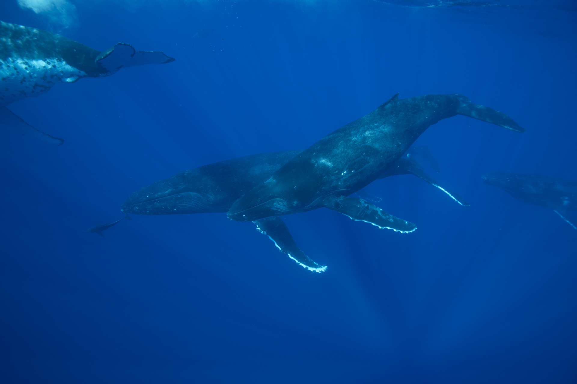 WhaleID — Building the Future of Whale Identification